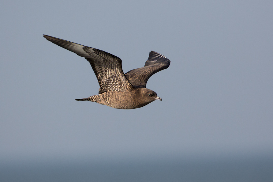 image Pomarine Skua